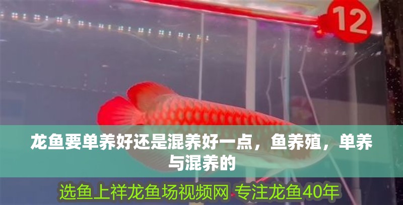 龍魚(yú)要單養(yǎng)好還是混養(yǎng)好一點(diǎn),魚(yú)養(yǎng)殖,單養(yǎng)與混養(yǎng)的 龍魚(yú)百科 第2張 龍魚(yú)要單養(yǎng)好還是混養(yǎng)好一點(diǎn),魚(yú)養(yǎng)殖,單養(yǎng)與混養(yǎng)的 龍魚(yú)要單養(yǎng)好還是混養(yǎng)好一點(diǎn),魚(yú)養(yǎng)殖,單養(yǎng)與混養(yǎng)的 龍魚(yú)百科 第2張