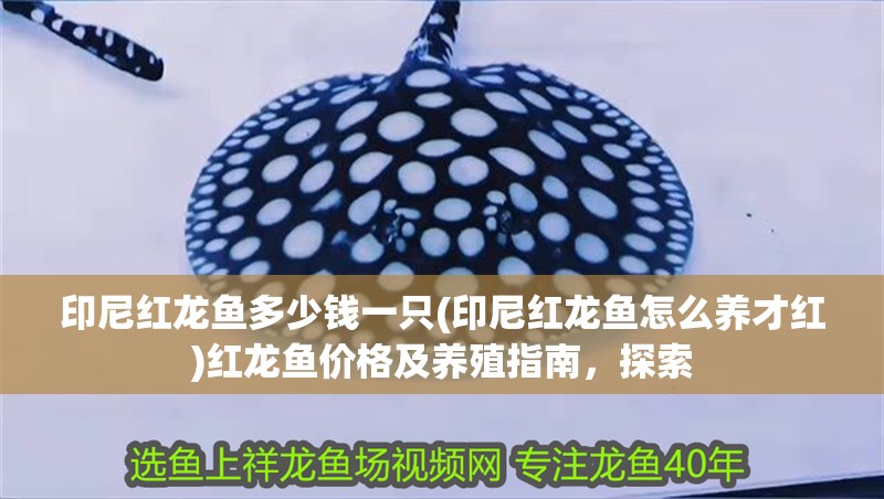 印尼紅龍魚多少錢一只(印尼紅龍魚怎么養才紅)紅龍魚價格及養殖指南，探索