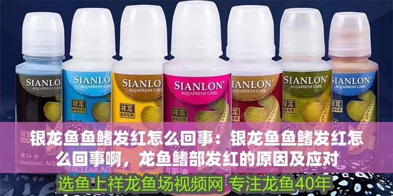 銀龍魚魚鰭發紅怎么回事：銀龍魚魚鰭發紅怎么回事啊，龍魚鰭部發紅的原因及應對