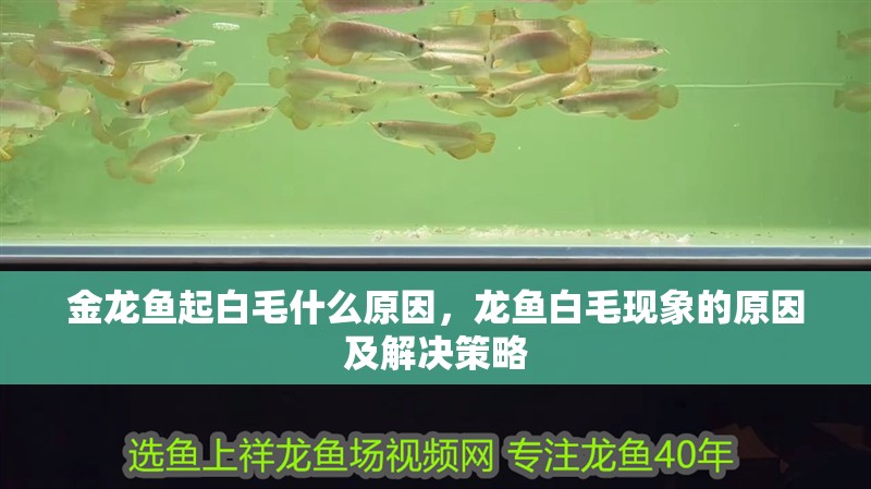 金龍魚(yú)起白毛什么原因，龍魚(yú)白毛現(xiàn)象的原因及解決策略