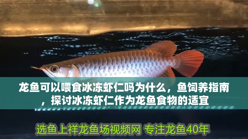 龍魚可以喂食冰凍蝦仁嗎為什么，魚飼養(yǎng)指南，探討冰凍蝦仁作為龍魚食物的適宜