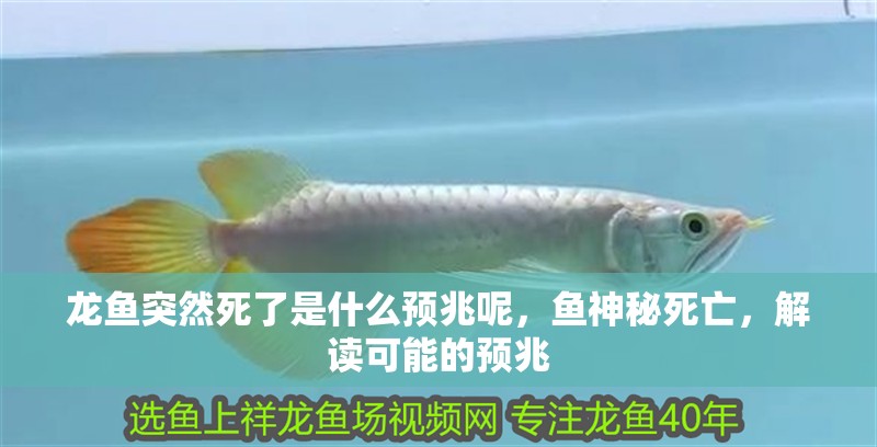龍魚突然死了是什么預(yù)兆呢，魚神秘死亡，解讀可能的預(yù)兆