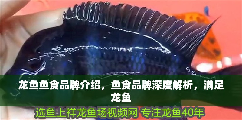 龍魚魚食品牌介紹，魚食品牌深度解析，滿足龍魚