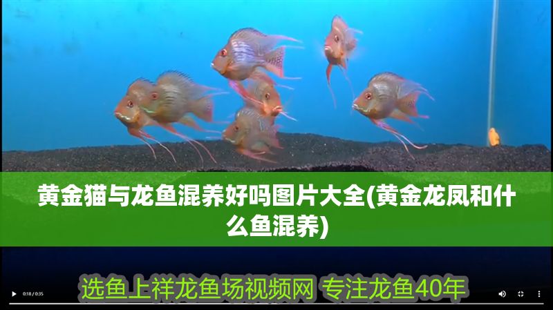 黃金貓與龍魚混養好嗎圖片大全(黃金龍鳳和什么魚混養)