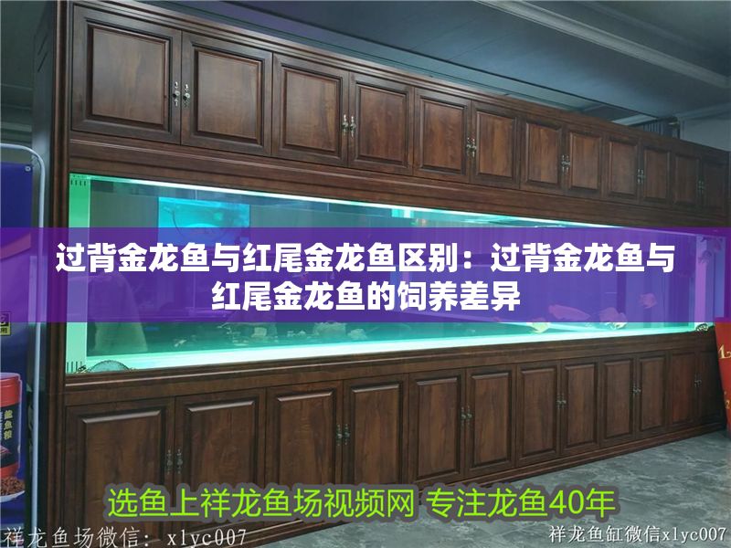 過背金龍魚與紅尾金龍魚區別：過背金龍魚與紅尾金龍魚的飼養差異