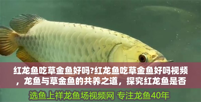 紅龍魚吃草金魚好嗎?紅龍魚吃草金魚好嗎視頻，龍魚與草金魚的共養之道，探究紅龍魚是否適宜食用草金