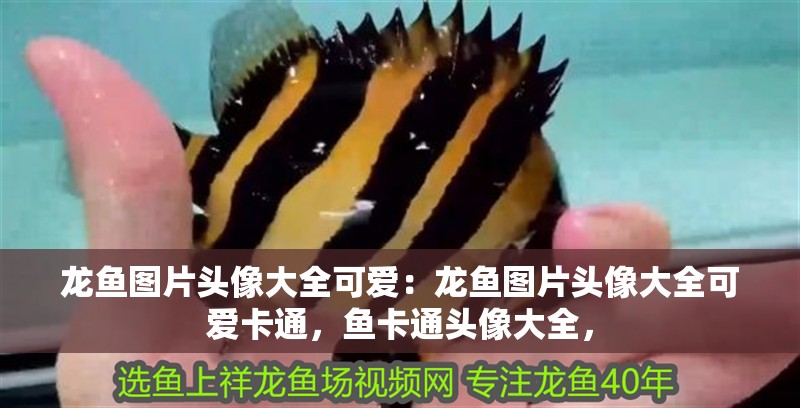 龍魚圖片頭像大全可愛：龍魚圖片頭像大全可愛卡通，魚卡通頭像大全，