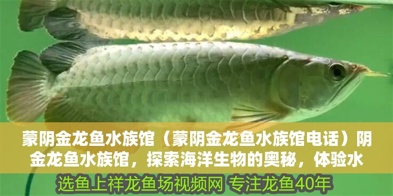 蒙陰金龍魚水族館（蒙陰金龍魚水族館電話）陰金龍魚水族館，探索海洋生物的奧秘，體驗水下