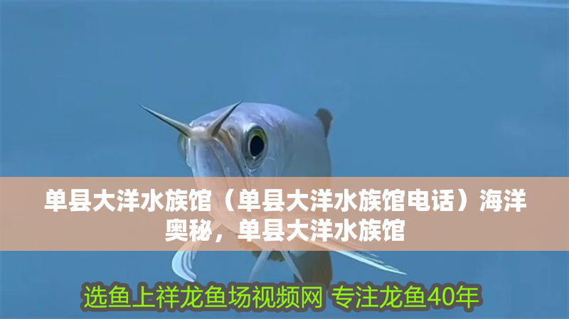 單縣大洋水族館(單縣大洋水族館電話)海洋奧秘,單縣大洋水族館 全國水族館企業名錄 第2張 單縣大洋水族館(單縣大洋水族館電話)海洋奧秘,單縣大洋水族館 單縣大洋水族館(單縣大洋水族館電話)海洋奧秘,單縣大洋水族館 全國水族館企業名錄 第2張