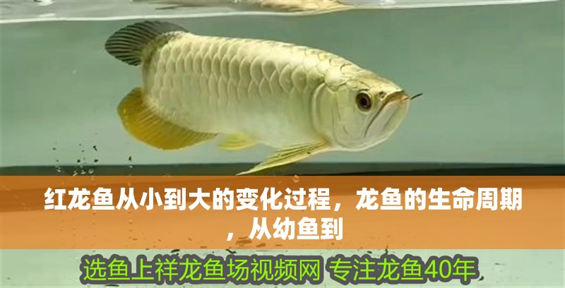 紅龍魚從小到大的變化過程，龍魚的生命周期，從幼魚到