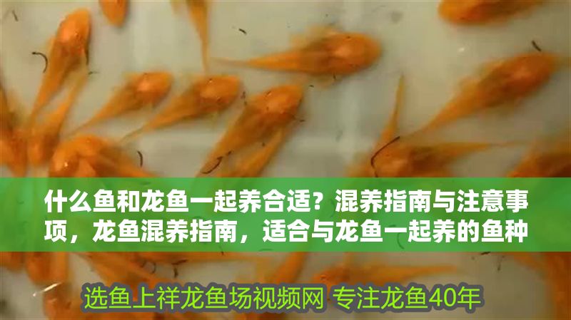 什么魚和龍魚一起養(yǎng)合適？混養(yǎng)指南與注意事項，龍魚混養(yǎng)指南，適合與龍魚一起養(yǎng)的魚種及注意事項