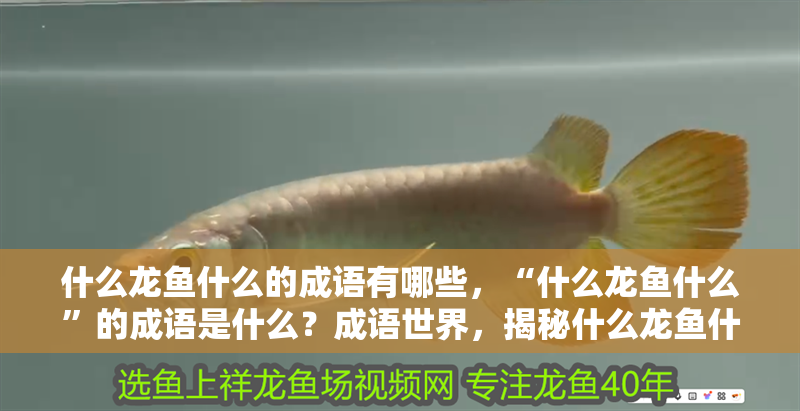 什么龍魚什么的成語有哪些，“什么龍魚什么”的成語是什么？成語世界，揭秘什么龍魚什么的成語及其含義