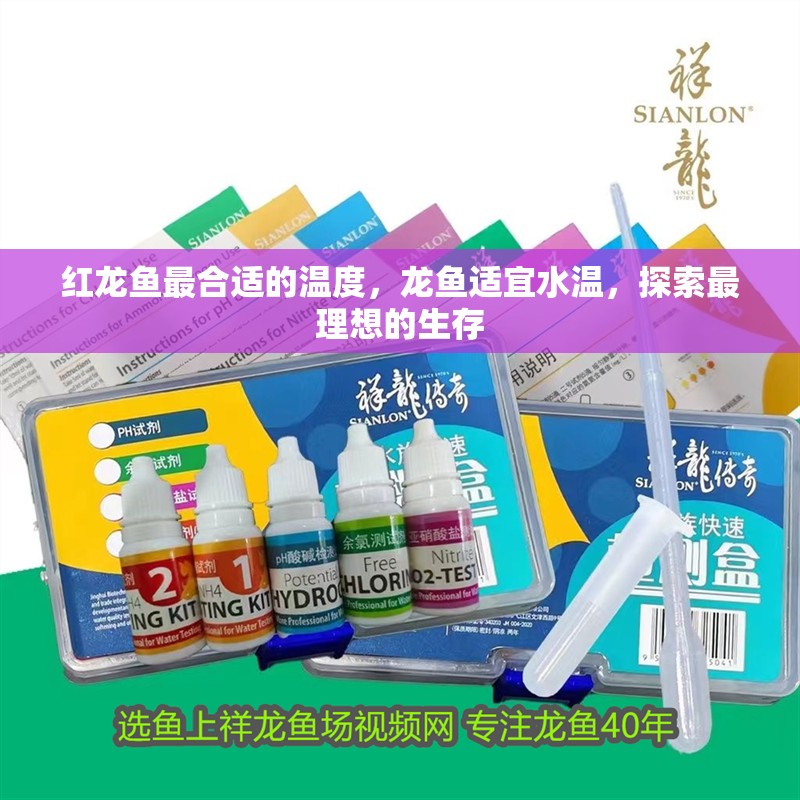 紅龍魚最合適的溫度，龍魚適宜水溫，探索最理想的生存