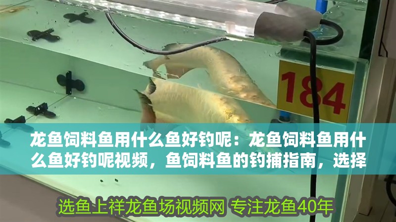 龍魚飼料魚用什么魚好釣呢：龍魚飼料魚用什么魚好釣呢視頻，魚飼料魚的釣捕指南，選擇適合的魚類進行釣魚 龍魚飼料魚用什么魚好釣呢：龍魚飼料魚用什么魚好釣呢視頻，魚飼料魚的釣捕指南，選擇適合的魚類進行釣魚 水族問答