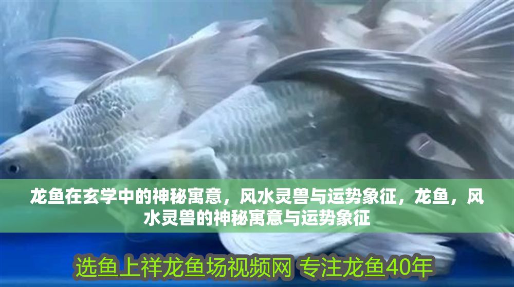 龍魚在玄學中的神秘寓意，風水靈獸與運勢象征，龍魚，風水靈獸的神秘寓意與運勢象征