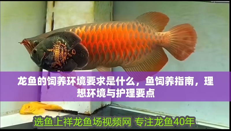 龍魚的飼養(yǎng)環(huán)境要求是什么，魚飼養(yǎng)指南，理想環(huán)境與護(hù)理要點(diǎn) 龍魚的飼養(yǎng)環(huán)境要求是什么，魚飼養(yǎng)指南，理想環(huán)境與護(hù)理要點(diǎn) 龍魚百科 第2張