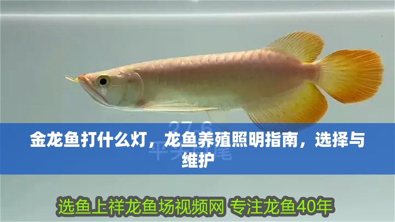 金龍魚打什么燈，龍魚養(yǎng)殖照明指南，選擇與維護