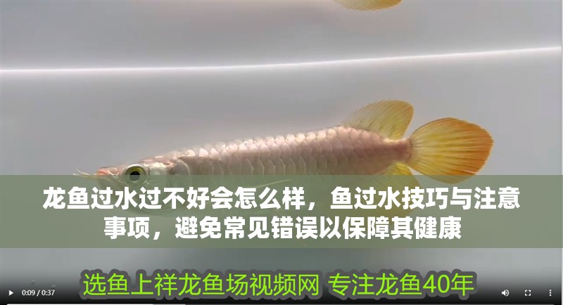 龍魚(yú)過(guò)水過(guò)不好會(huì)怎么樣，魚(yú)過(guò)水技巧與注意事項(xiàng)，避免常見(jiàn)錯(cuò)誤以保障其健康 龍魚(yú)過(guò)水過(guò)不好會(huì)怎么樣，魚(yú)過(guò)水技巧與注意事項(xiàng)，避免常見(jiàn)錯(cuò)誤以保障其健康 龍魚(yú)百科 第2張