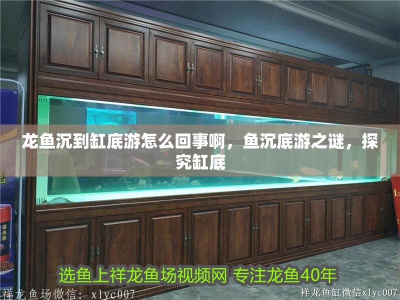 龍魚(yú)沉到缸底游怎么回事啊，魚(yú)沉底游之謎，探究缸底