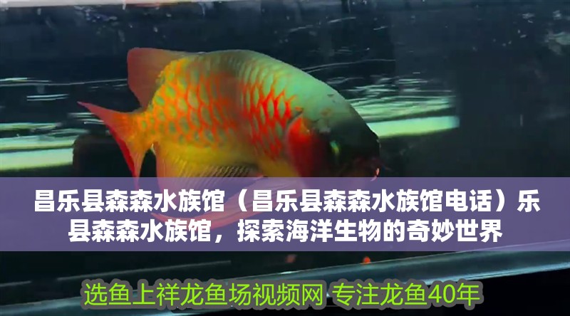 昌樂縣森森水族館（昌樂縣森森水族館電話）樂縣森森水族館，探索海洋生物的奇妙世界