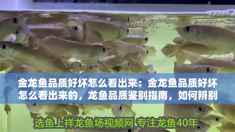 金龍魚品質好壞怎么看出來：金龍魚品質好壞怎么看出來的，龍魚品質鑒別指南，如何辨別金