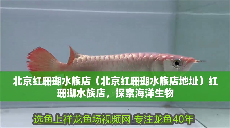 北京紅珊瑚水族店（北京紅珊瑚水族店地址）紅珊瑚水族店，探索海洋生物