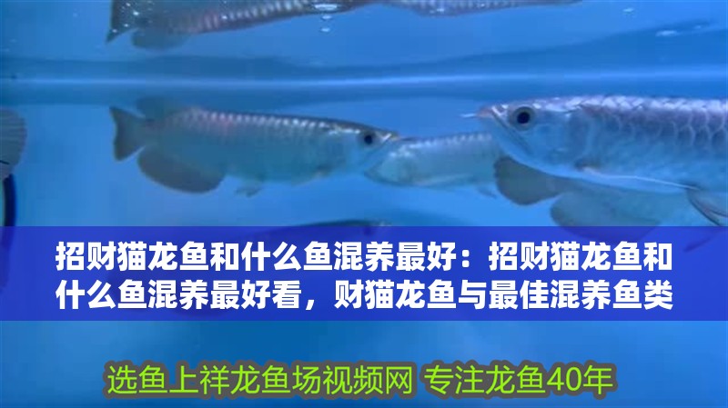 招財貓龍魚和什么魚混養最好：招財貓龍魚和什么魚混養最好看，財貓龍魚與最佳混養魚類