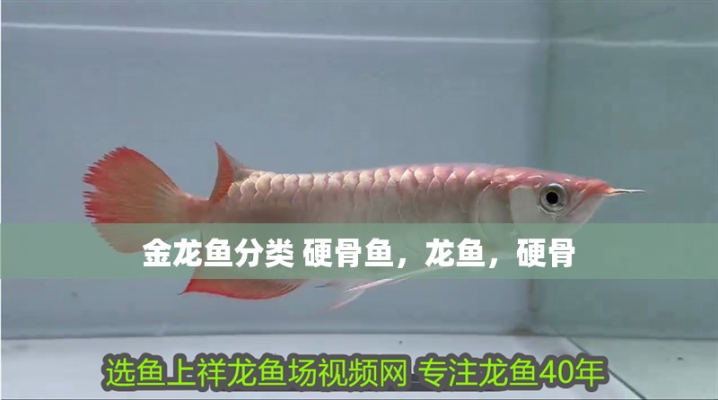金龍魚(yú)分類 硬骨魚(yú)，龍魚(yú)，硬骨