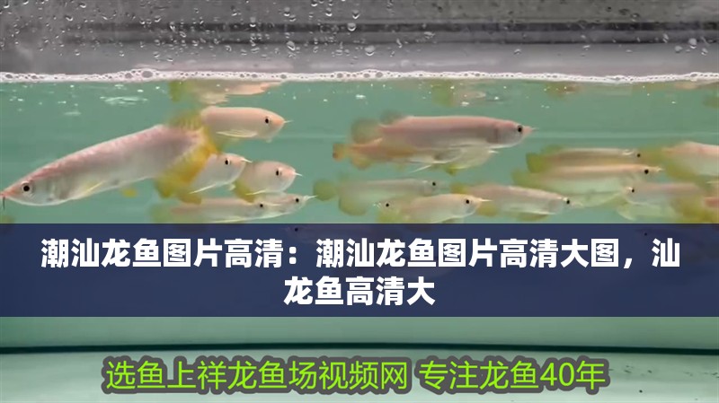 潮汕龍魚圖片高清：潮汕龍魚圖片高清大圖，汕龍魚高清大