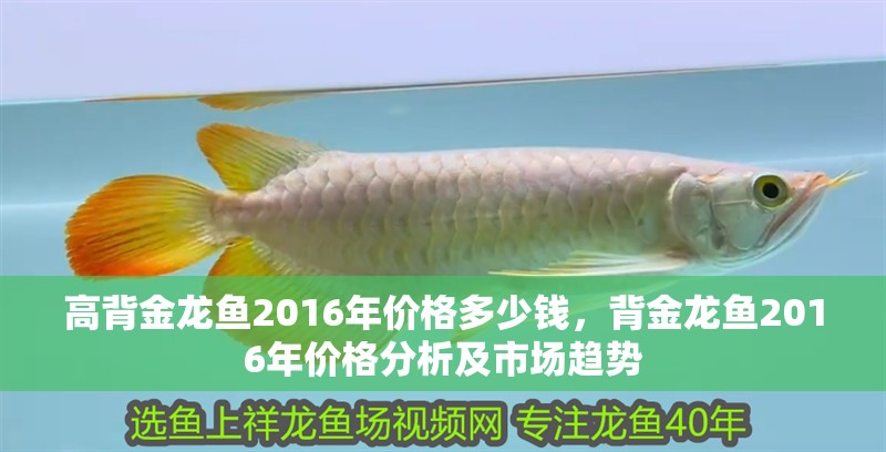 高背金龍魚2016年價格多少錢，背金龍魚2016年價格分析及市場趨勢