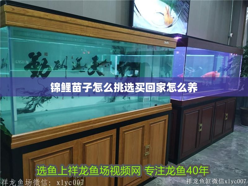 錦鯉苗子怎么挑選買回家怎么養(yǎng)
