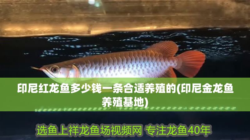 印尼紅龍魚多少錢一條合適養殖的(印尼金龍魚養殖基地)