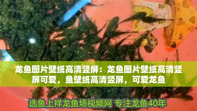 龍魚圖片壁紙高清豎屏：龍魚圖片壁紙高清豎屏可愛，魚壁紙高清豎屏，可愛龍魚