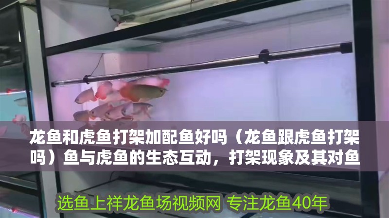 龍魚和虎魚打架加配魚好嗎（龍魚跟虎魚打架嗎）魚與虎魚的生態互動，打架現象及其對魚缸生態