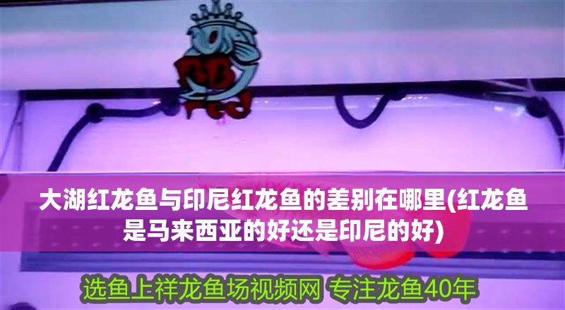 大湖紅龍魚與印尼紅龍魚的差別在哪里(紅龍魚是馬來西亞的好還是印尼的好) 大湖紅龍魚百科 第1張 大湖紅龍魚與印尼紅龍魚的差別在哪里(紅龍魚是馬來西亞的好還是印尼的好) 大湖紅龍魚與印尼紅龍魚的差別在哪里(紅龍魚是馬來西亞的好還是印尼的好) 大湖紅龍魚百科 第1張
