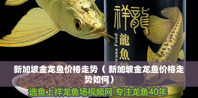 新加坡金龍魚價(jià)格走勢(shì)（ 新加坡金龍魚價(jià)格走勢(shì)如何）