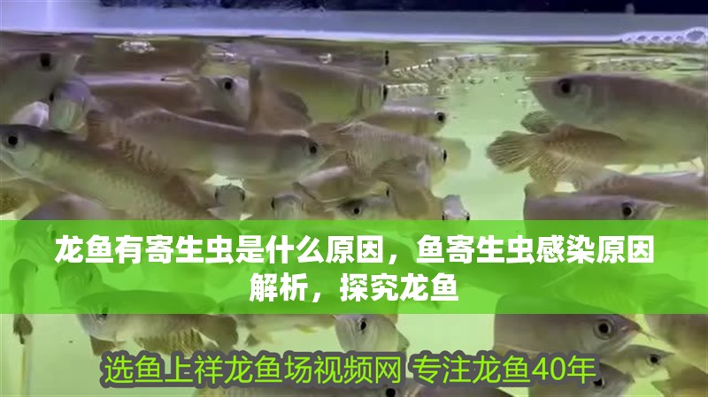 龍魚有寄生蟲是什么原因，魚寄生蟲感染原因解析，探究龍魚 龍魚有寄生蟲是什么原因，魚寄生蟲感染原因解析，探究龍魚 龍魚百科 第2張