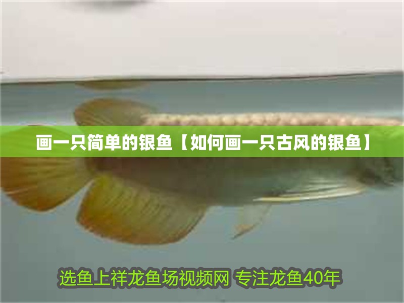 畫一只簡單的銀魚【如何畫一只古風的銀魚】 畫一只簡單的銀魚【如何畫一只古風的銀魚】 龍魚論壇