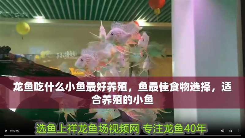 龍魚吃什么小魚最好養(yǎng)殖，魚最佳食物選擇，適合養(yǎng)殖的小魚