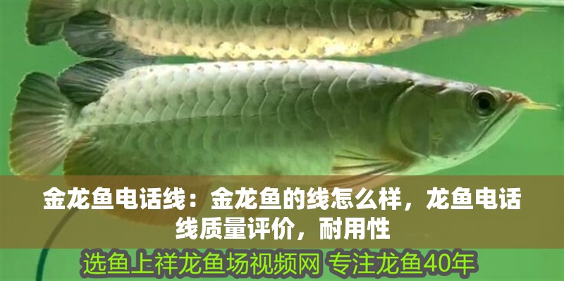 金龍魚電話線：金龍魚的線怎么樣，龍魚電話線質量評價，耐用性