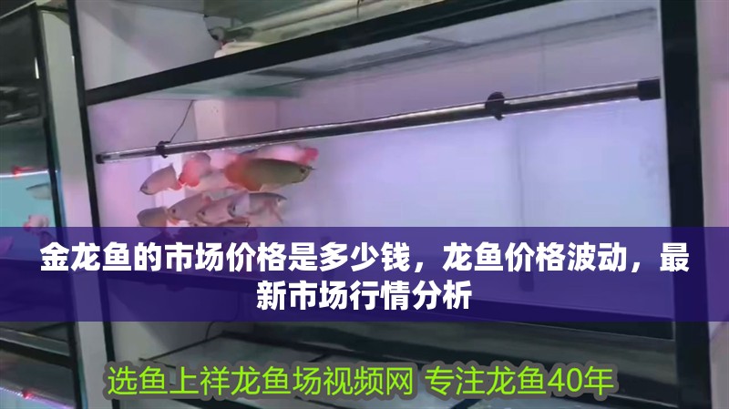 金龍魚的市場價格是多少錢,龍魚價格波動,最新市場行情分析 龍魚百科 第4張 金龍魚的市場價格是多少錢,龍魚價格波動,最新市場行情分析 金龍魚的市場價格是多少錢,龍魚價格波動,最新市場行情分析 龍魚百科 第4張