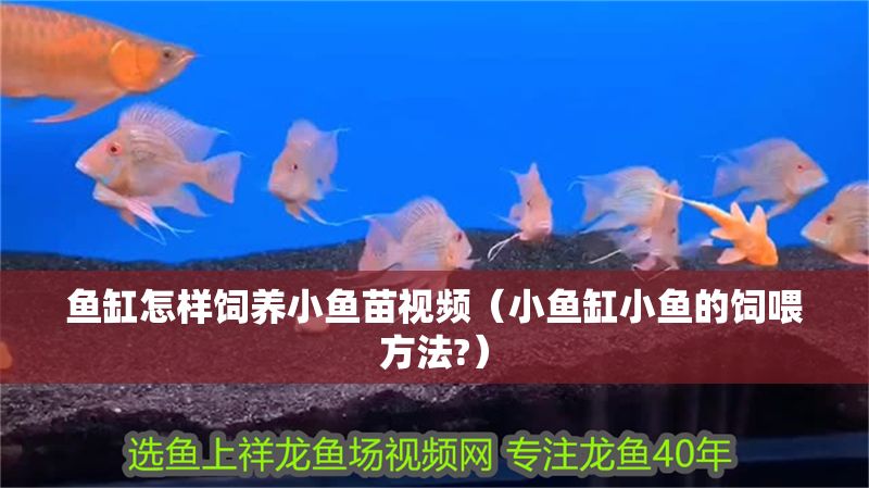 魚缸怎樣飼養小魚苗視頻（小魚缸小魚的飼喂方法?） 魚缸怎樣飼養小魚苗視頻（小魚缸小魚的飼喂方法?） 魟魚百科 第1張