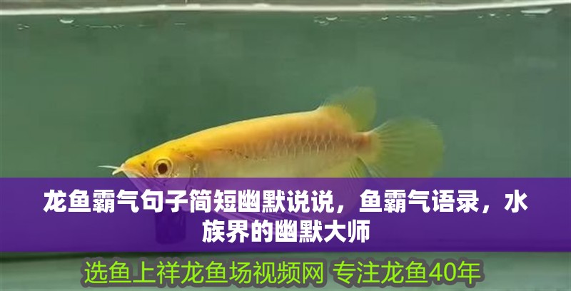 龍魚霸氣句子簡短幽默說說，魚霸氣語錄，水族界的幽默大師