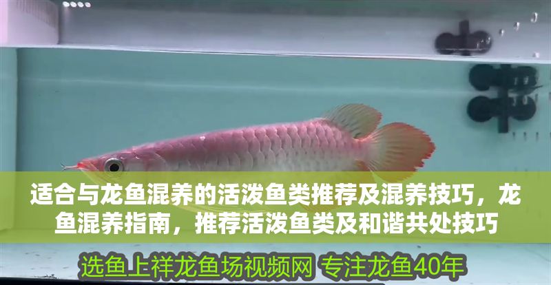 適合與龍魚混養(yǎng)的活潑魚類推薦及混養(yǎng)技巧，龍魚混養(yǎng)指南，推薦活潑魚類及和諧共處技巧