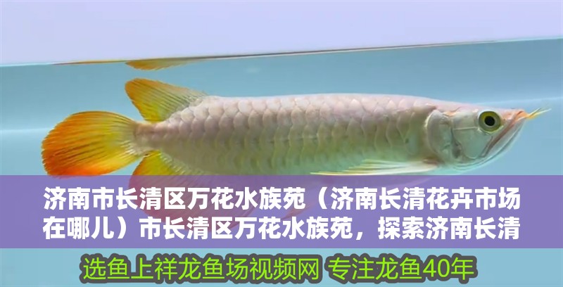 濟(jì)南市長(zhǎng)清區(qū)萬(wàn)花水族苑（濟(jì)南長(zhǎng)清花卉市場(chǎng)在哪兒）市長(zhǎng)清區(qū)萬(wàn)花水族苑，探索濟(jì)南長(zhǎng)清花卉