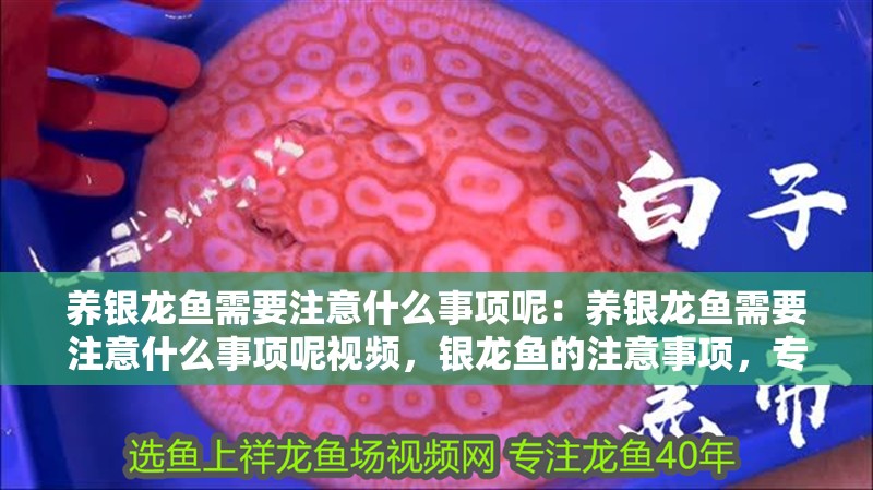 養(yǎng)銀龍魚需要注意什么事項呢：養(yǎng)銀龍魚需要注意什么事項呢視頻，銀龍魚的注意事項，專業(yè)指南與