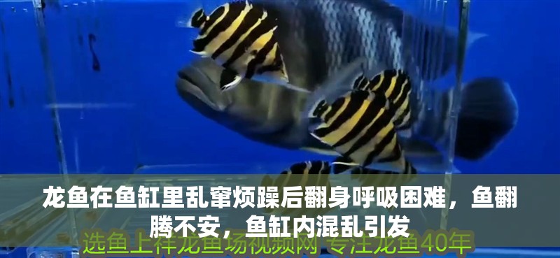 龍魚在魚缸里亂竄煩躁后翻身呼吸困難，魚翻騰不安，魚缸內混亂引發
