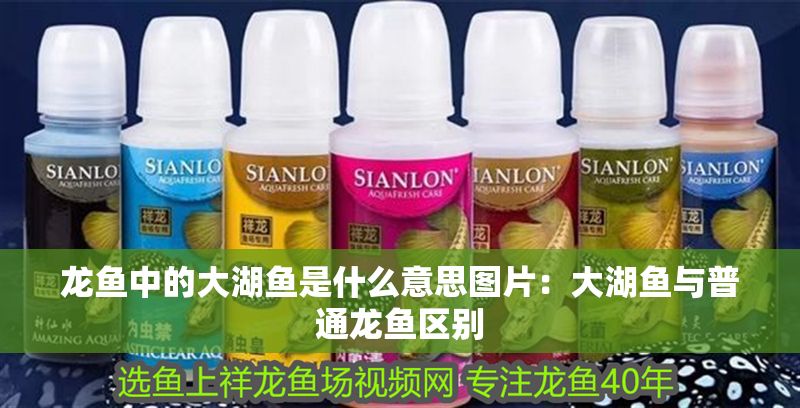 龍魚中的大湖魚是什么意思圖片：大湖魚與普通龍魚區別