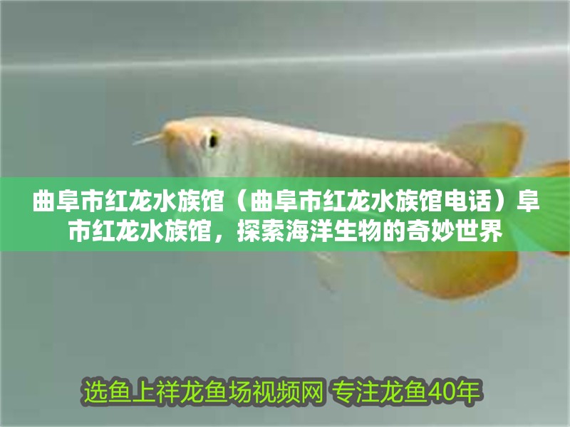 曲阜市紅龍水族館（曲阜市紅龍水族館電話）阜市紅龍水族館，探索海洋生物的奇妙世界