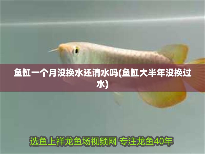 魚缸一個月沒換水還清水嗎(魚缸大半年沒換過水)